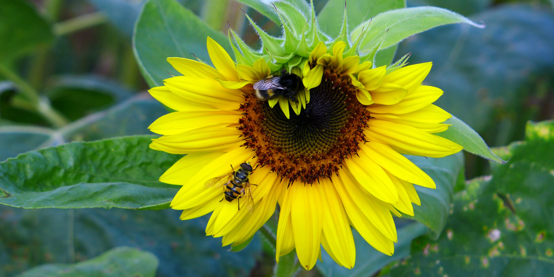 Sonnenblume mit Bienen